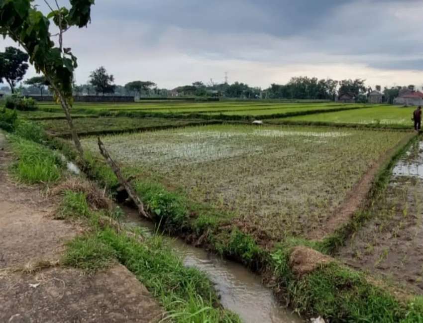 Detail Sawah Di Bentuk Gambar Nomer 25