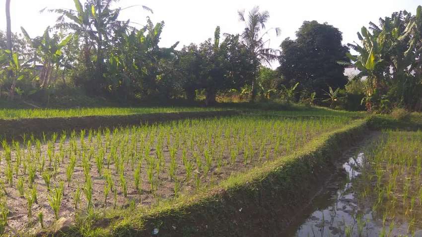 Detail Sawah Di Bentuk Gambar Nomer 26