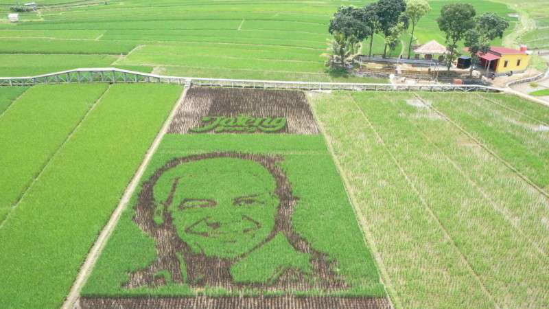 Detail Sawah Di Bentuk Gambar Nomer 29