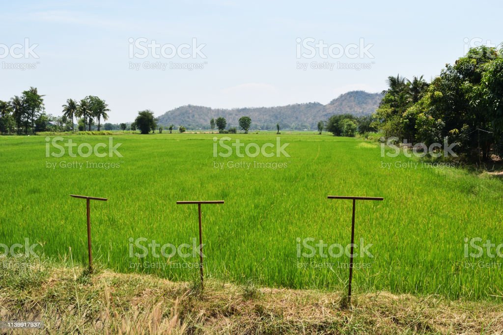 Detail Sawah Di Bentuk Gambar Nomer 31