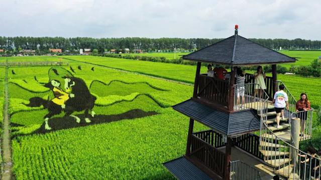 Detail Sawah Di Bentuk Gambar Nomer 35