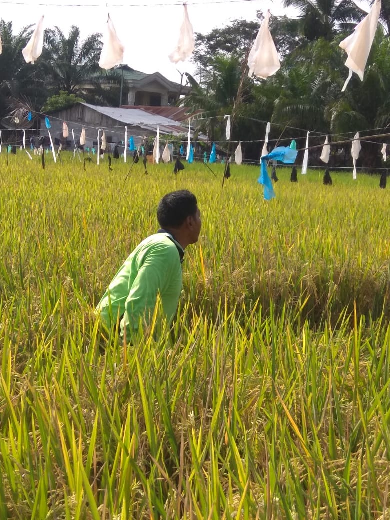 Detail Sawah Di Bentuk Gambar Nomer 46