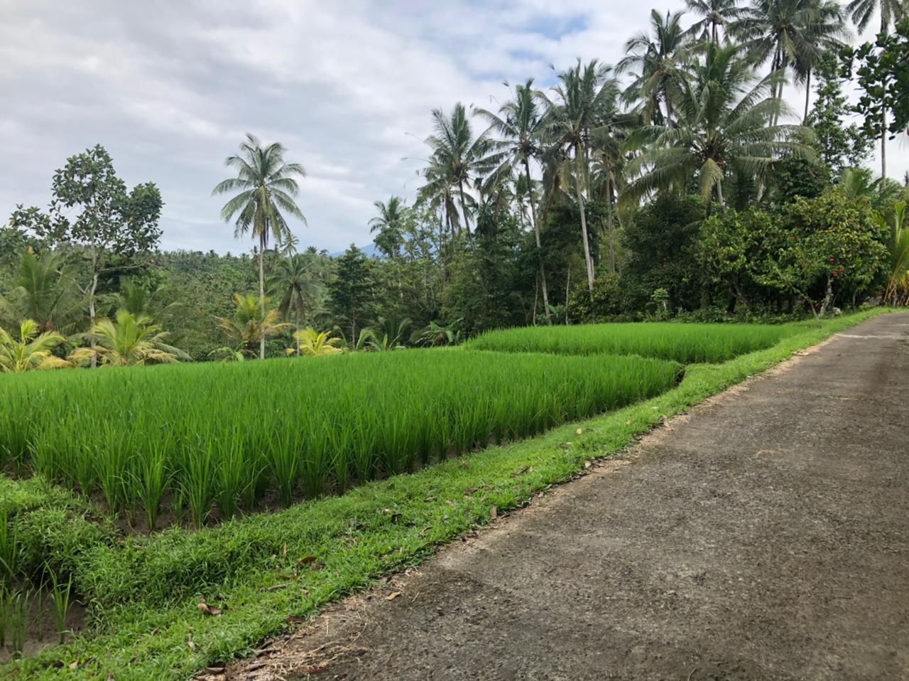 Detail Sawah Di Bentuk Gambar Nomer 50