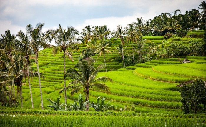 Detail Sawah Di Bentuk Gambar Nomer 52