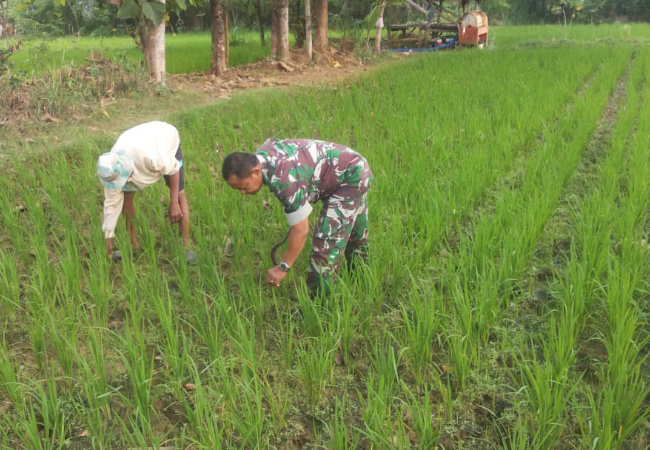 Detail Sawah Di Bentuk Gambar Nomer 9