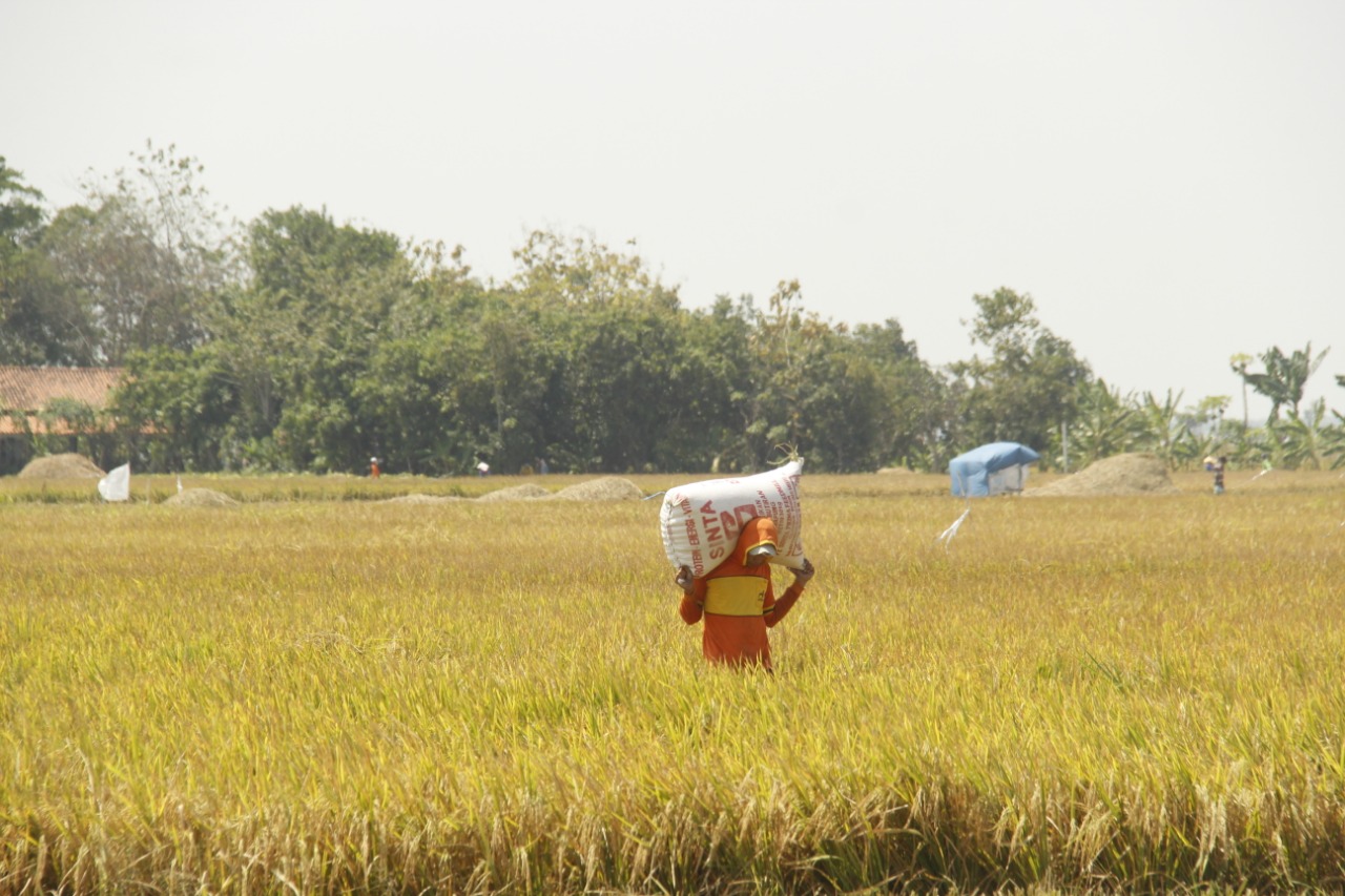 Detail Sawah Di Bentuk Gambar Nomer 10