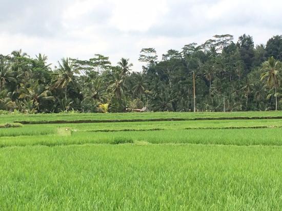 Sawah Di Desa - KibrisPDR