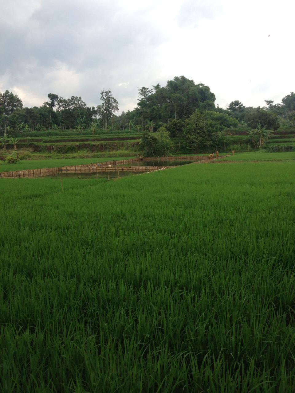 Detail Sawah Di Desa Nomer 12