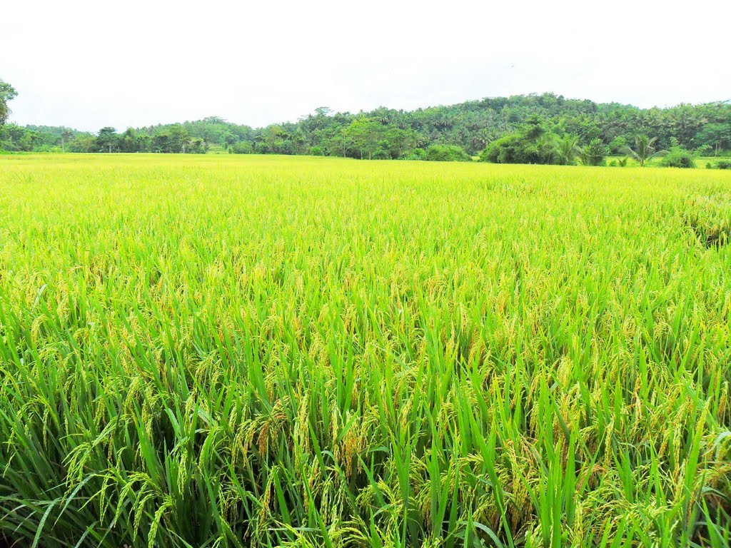 Detail Sawah Di Desa Nomer 15