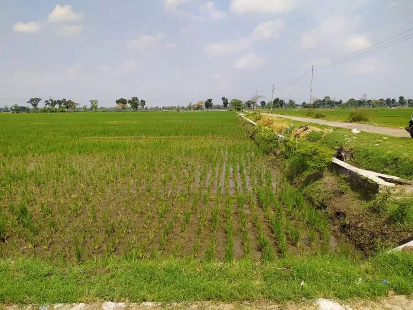 Detail Sawah Di Desa Nomer 17