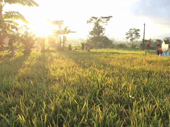 Detail Sawah Di Desa Nomer 3