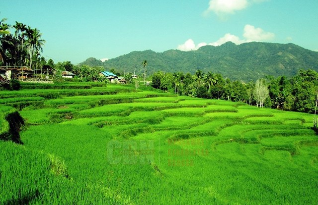 Detail Sawah Di Desa Nomer 27