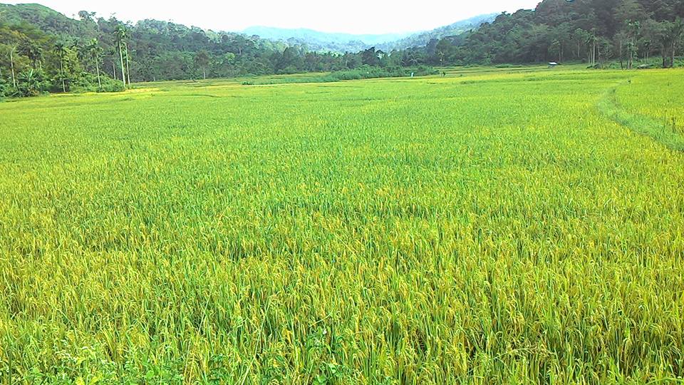 Detail Sawah Di Desa Nomer 32