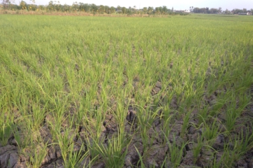 Detail Sawah Di Desa Nomer 43