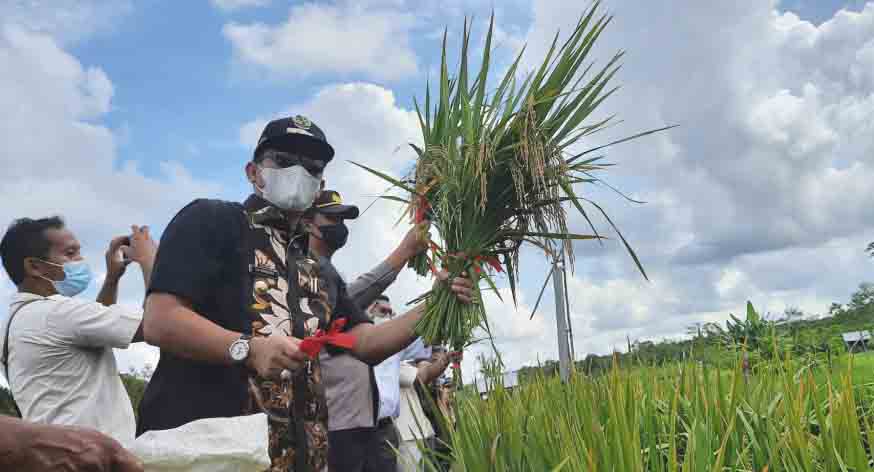 Detail Sawah Di Desa Nomer 44