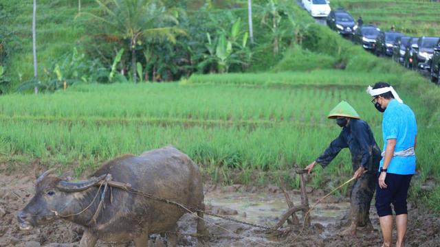 Detail Sawah Di Desa Nomer 49