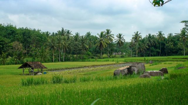 Detail Sawah Di Desa Nomer 50