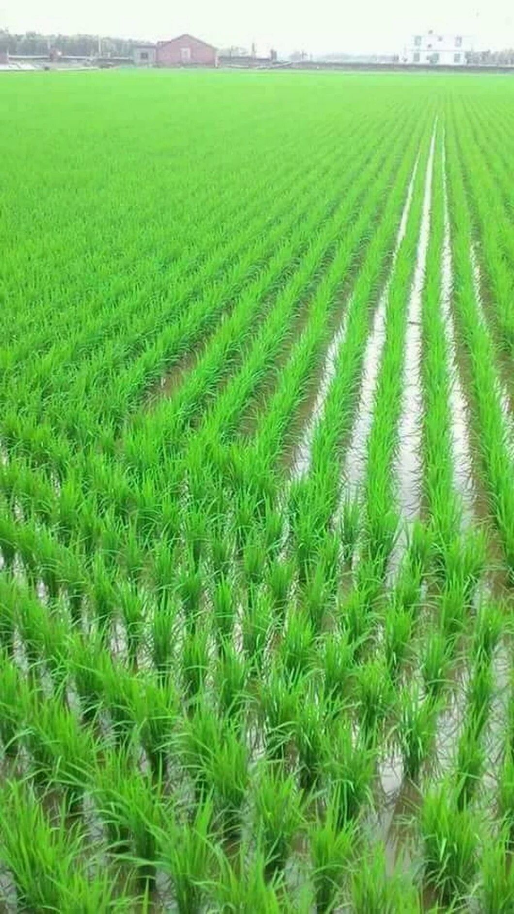 Detail Sawah Hijau Nomer 32