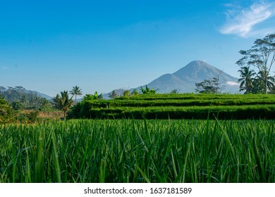 Detail Sawah Hijau Nomer 34