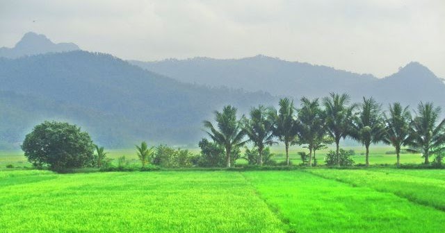 Detail Sawah Hijau Nomer 35