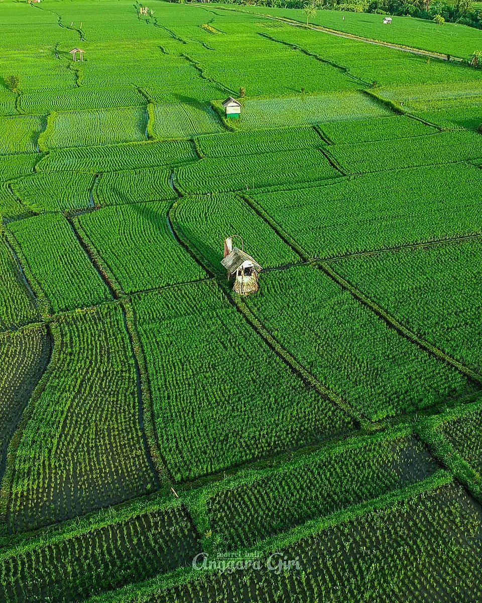 Detail Sawah Hijau Nomer 39