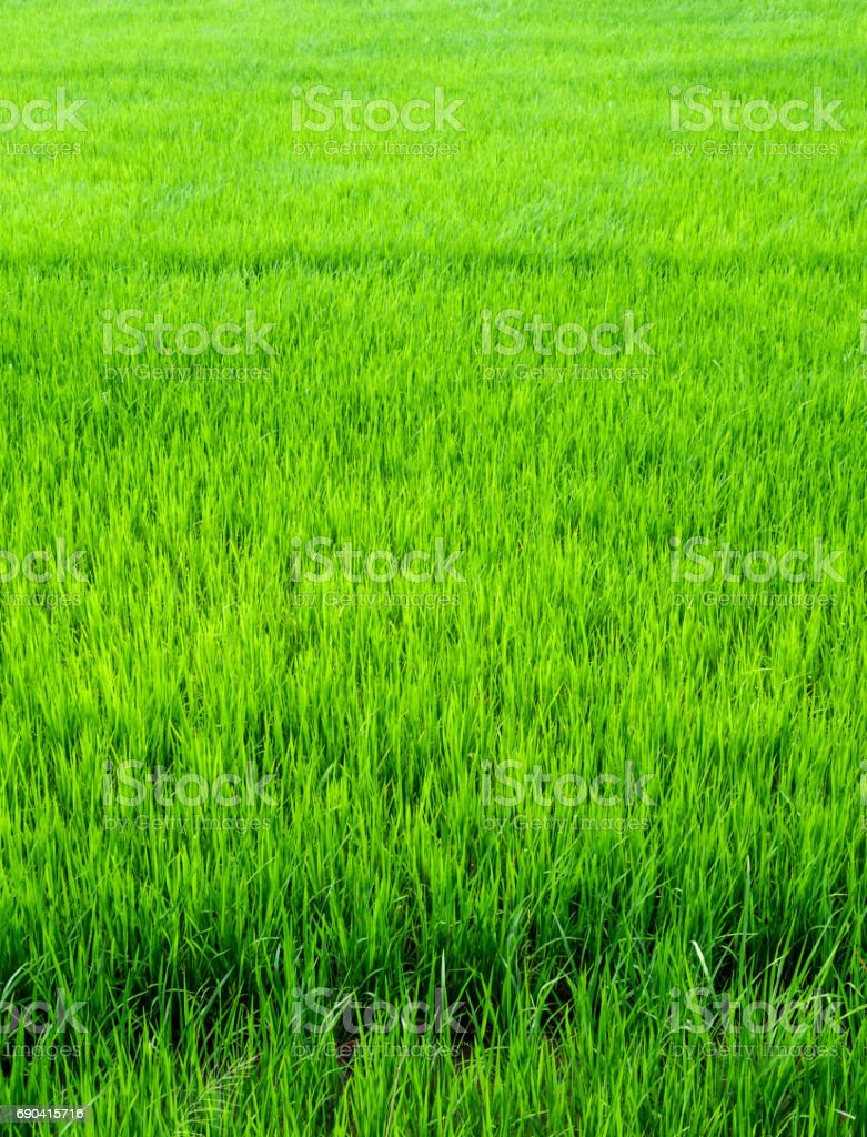 Detail Sawah Hijau Nomer 53