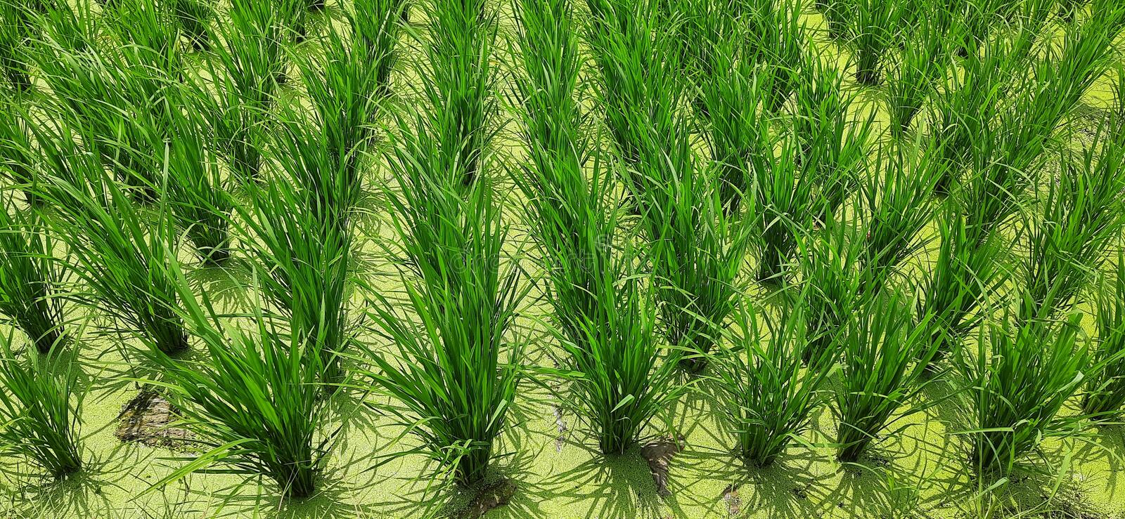 Detail Sawah Hijau Nomer 55