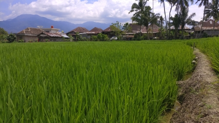 Detail Sawah Padi Wallpaper Nomer 29