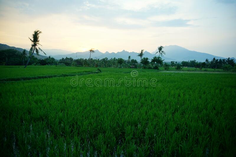 Detail Sawah Padi Wallpaper Nomer 30