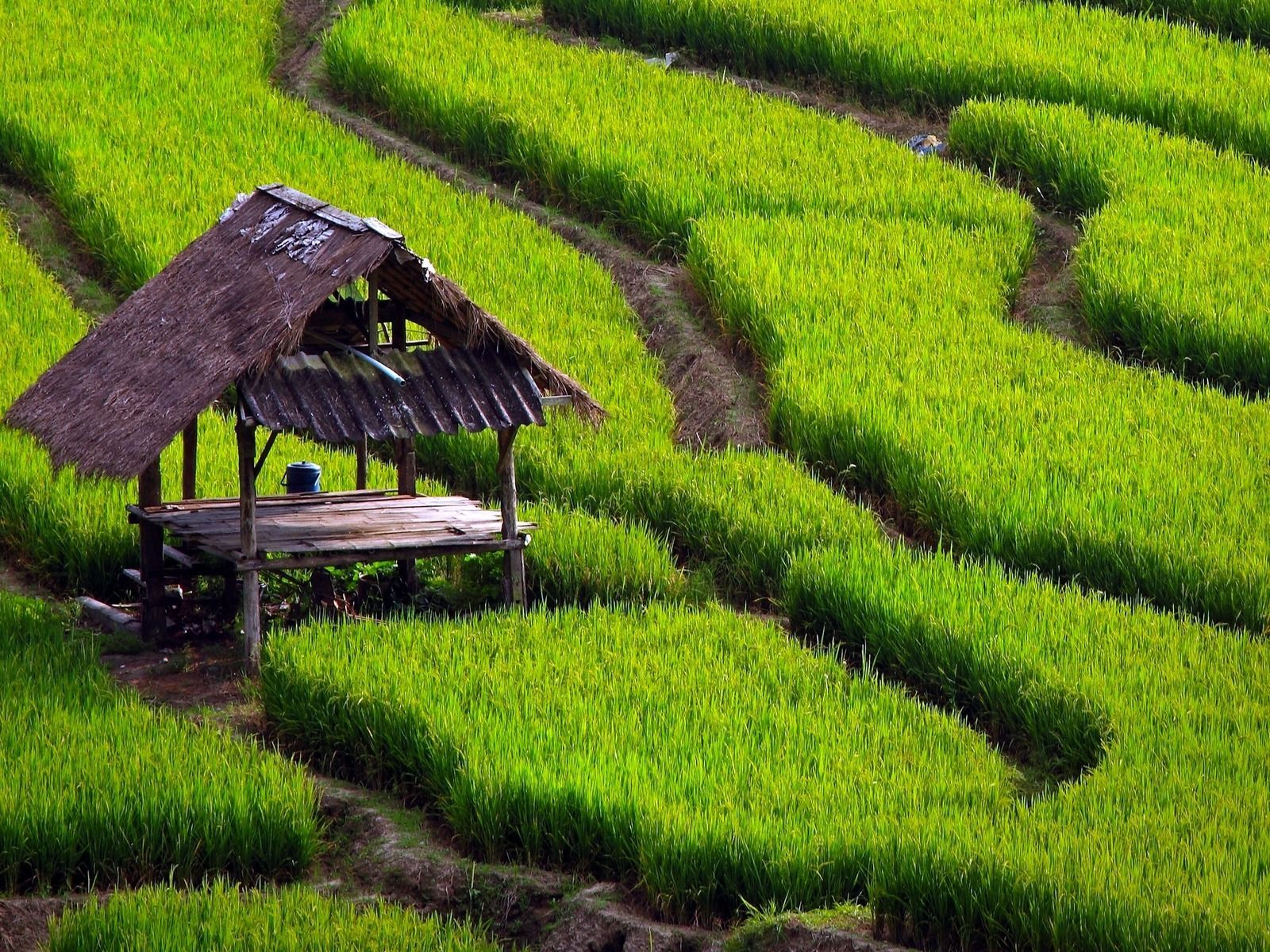 Detail Sawah Terindah Nomer 22