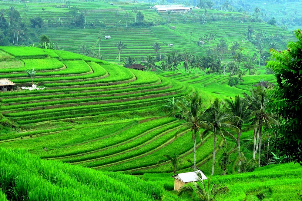 Detail Sawah Terindah Nomer 2