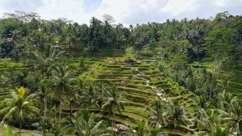 Detail Sawah Terindah Nomer 25