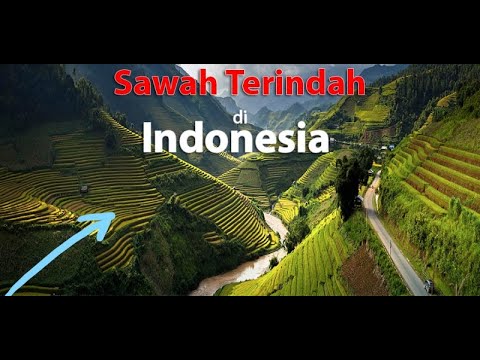 Detail Sawah Terindah Nomer 34