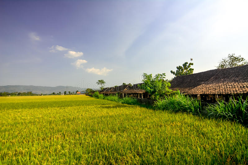 Detail Sawah Yg Indah Nomer 12