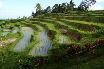 Detail Sawah Yg Indah Nomer 17