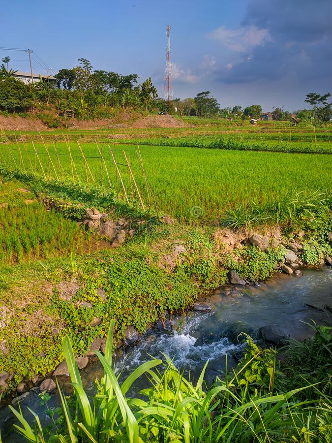 Detail Sawah Yg Indah Nomer 18