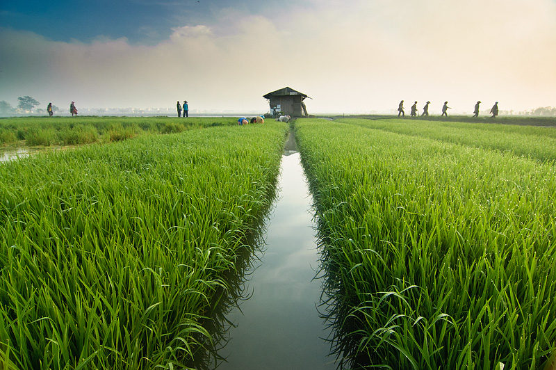 Detail Sawah Yg Indah Nomer 32