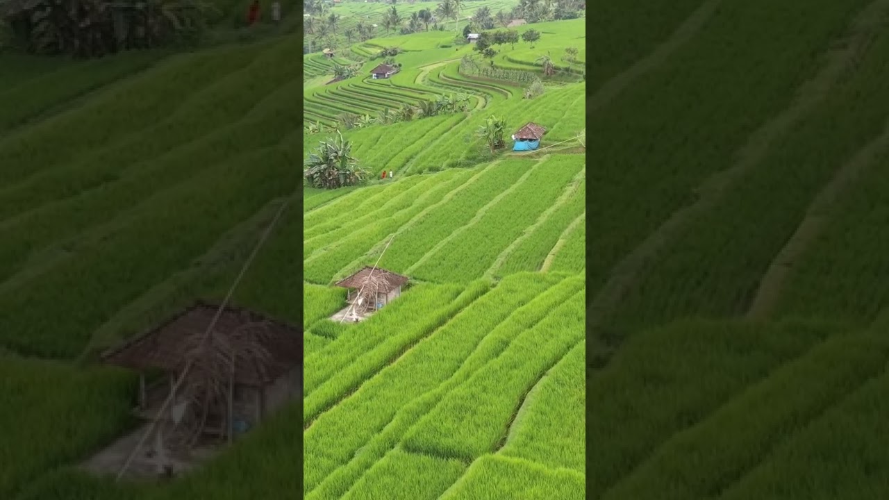 Detail Sawah Yg Indah Nomer 37