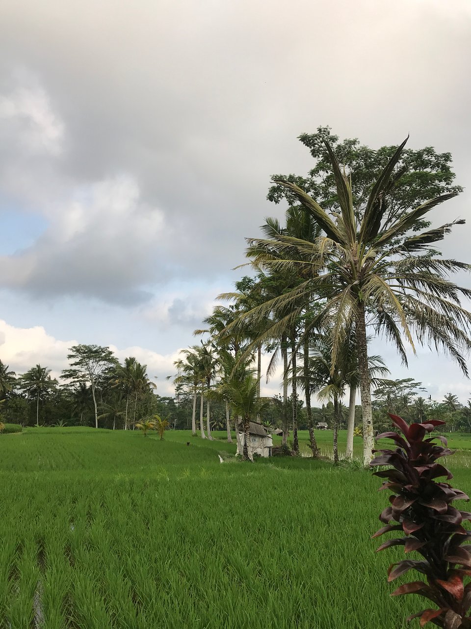 Detail Sawah Yg Indah Nomer 39