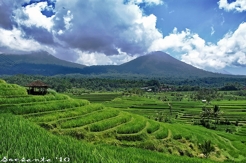 Detail Sawah Yg Indah Nomer 44