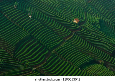 Detail Sawah Yg Indah Nomer 46