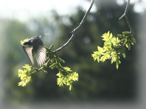 Detail Sayap Burung Patah Nomer 15