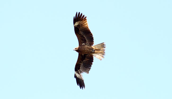 Detail Sayap Burung Patah Nomer 31