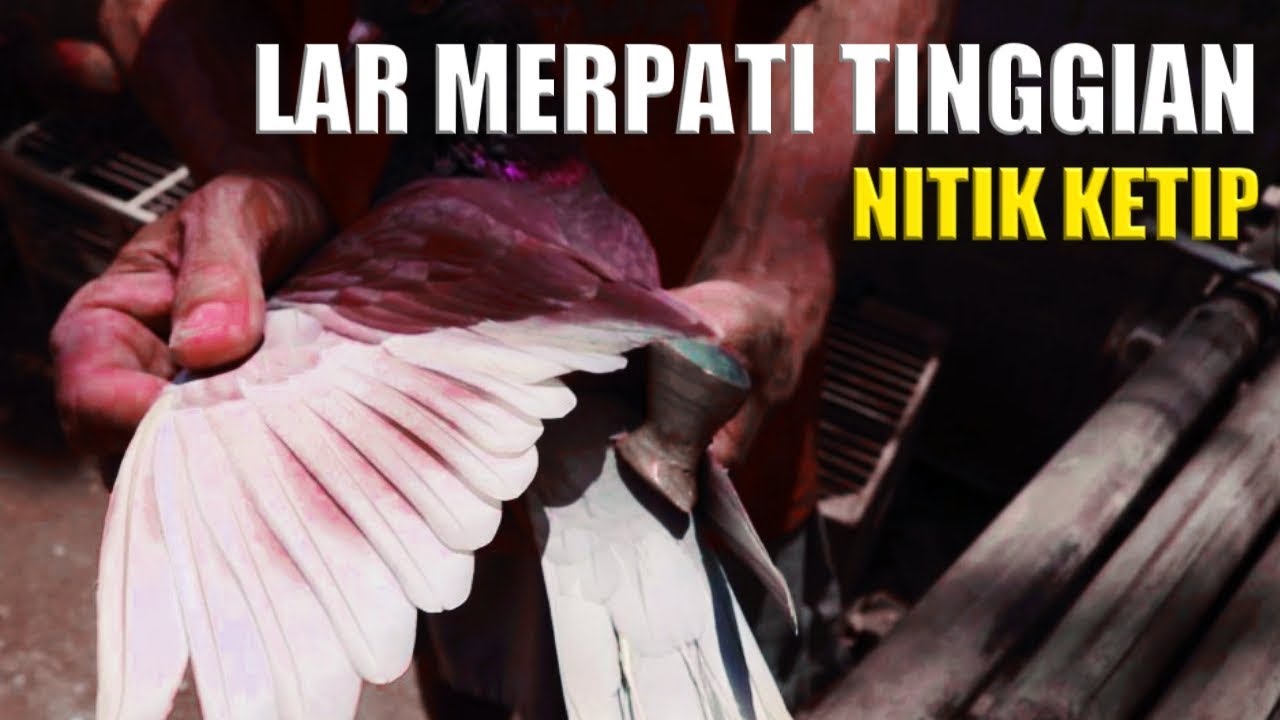 Detail Sayap Merpati Tinggian Yang Bagus Nomer 13