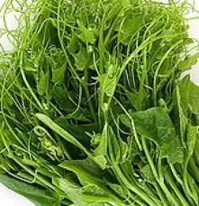 Detail Sayur Daun Labu Nomer 36