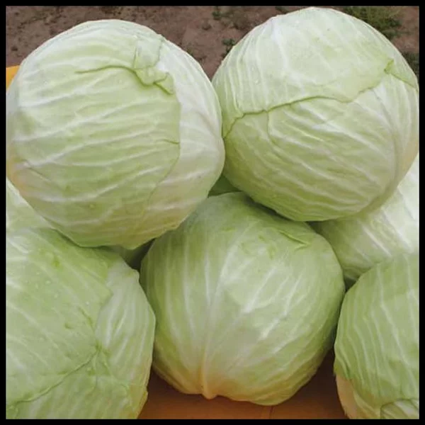 Detail Sayur Kol Putih Nomer 10