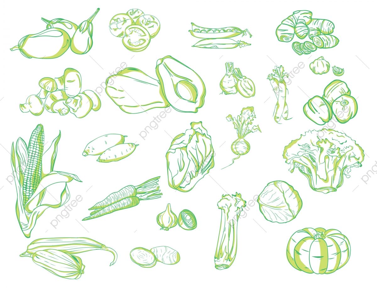 Detail Sayur Vector Png Nomer 33