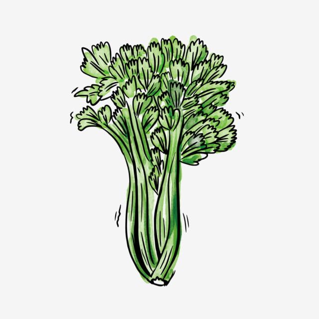 Detail Sayur Vector Png Nomer 44