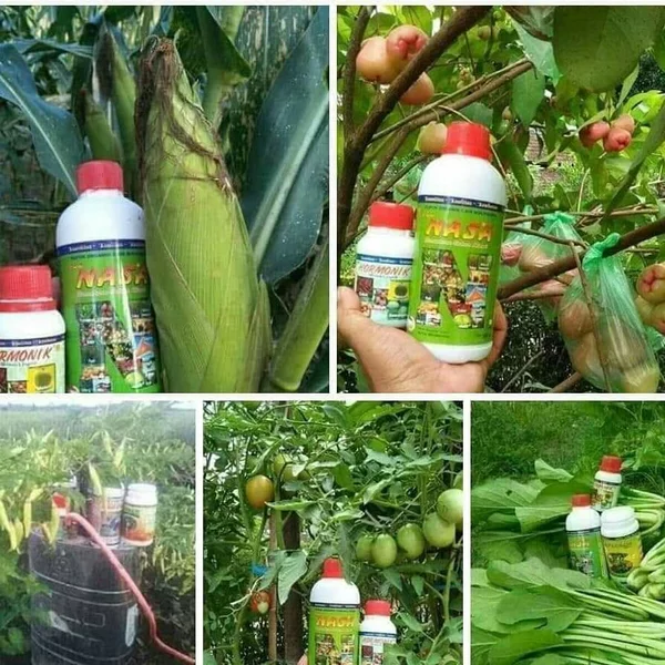 Detail Sayuran Kacang Dan Jagung Termasuk Tanaman Nomer 19