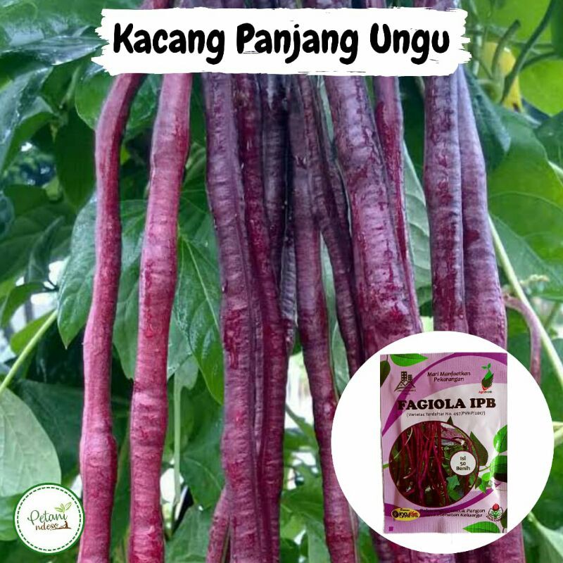 Detail Sayuran Kacang Dan Jagung Termasuk Tanaman Nomer 29